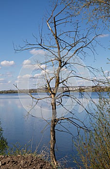 Tree on Ternopil pond or Komsomol lake photo
